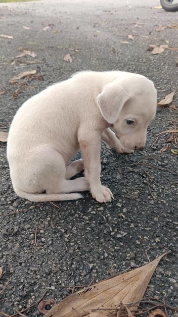 Lilo - Mixed Breed Dog