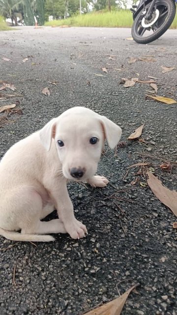 Lilo - Mixed Breed Dog