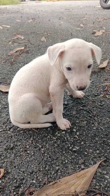 Lilo - Mixed Breed Dog