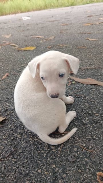 Lilo - Mixed Breed Dog