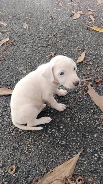 Lilo - Mixed Breed Dog