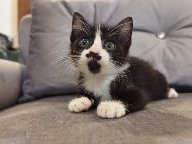 Oreo - Domestic Medium Hair Cat