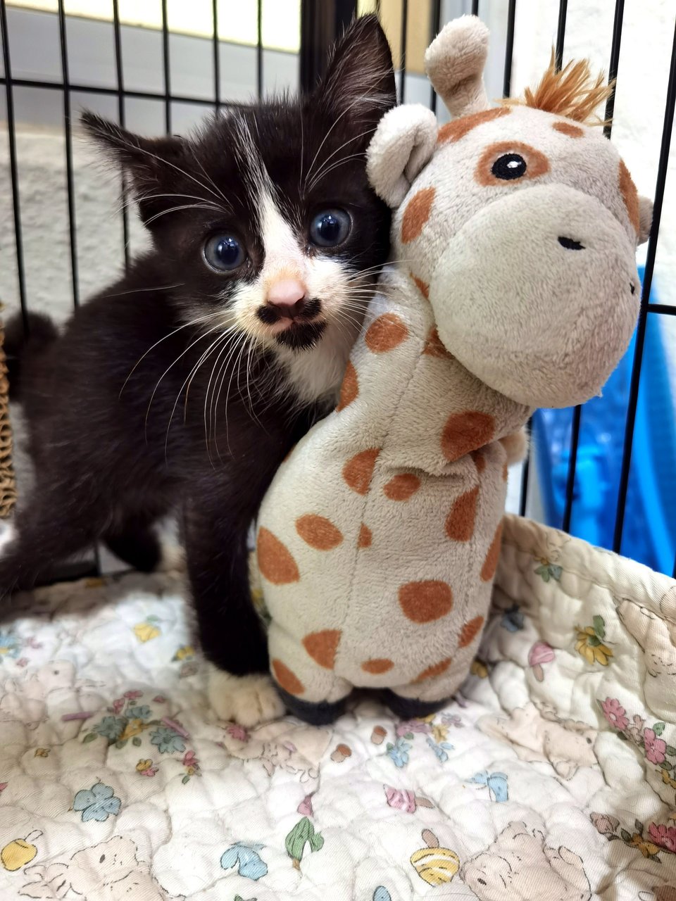 Oreo - Domestic Medium Hair Cat