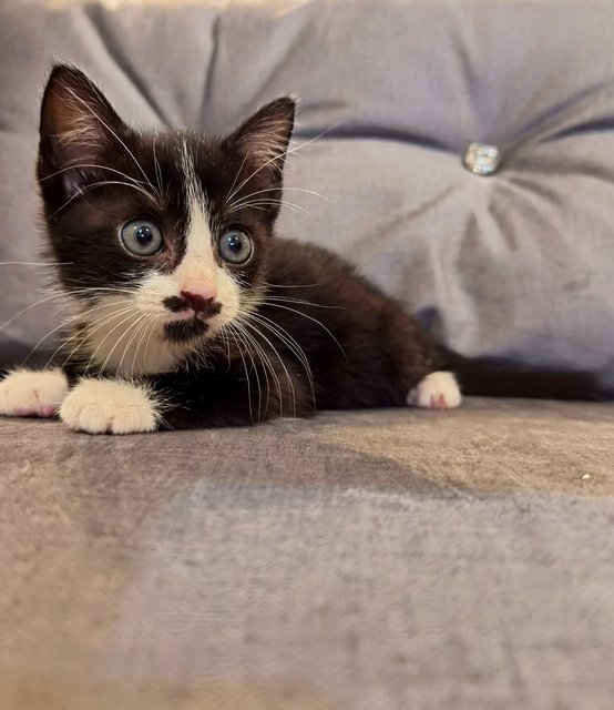 Oreo - Domestic Medium Hair Cat