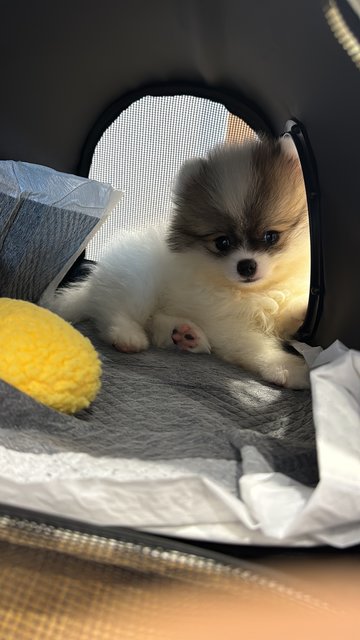 Max - Pomeranian Dog