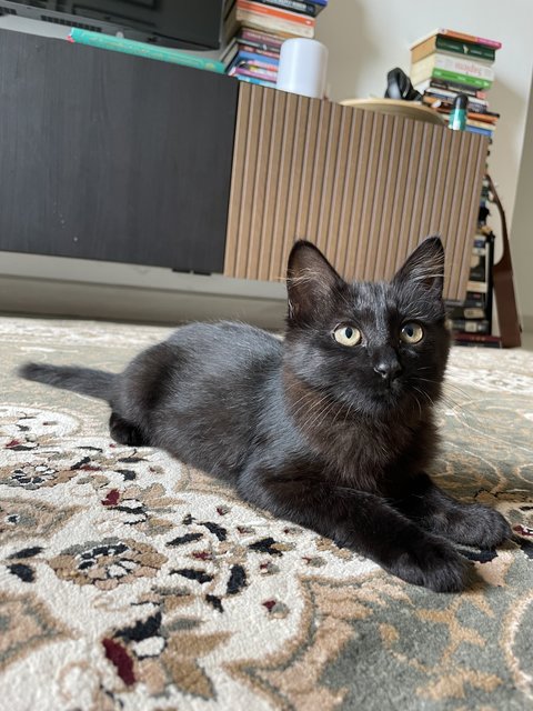 Blacky And Tabbie - Domestic Long Hair + Domestic Medium Hair Cat