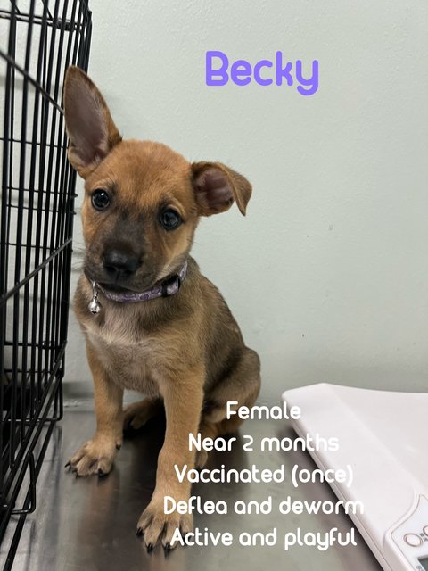 Becky2 - Mixed Breed Dog