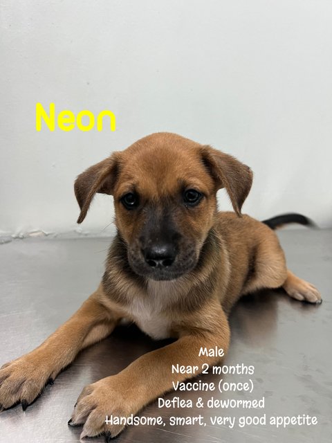 Neon2 - Mixed Breed Dog