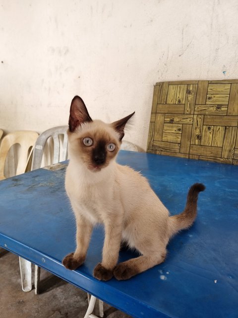 Leo - Siamese Cat