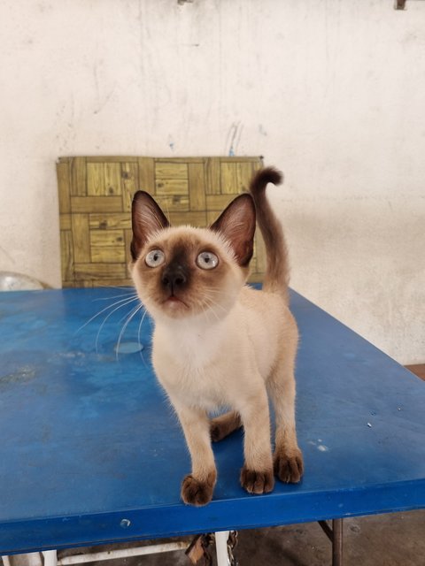 Leo - Siamese Cat