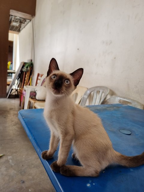 Leo - Siamese Cat