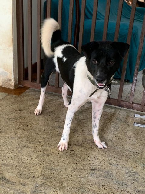 Tuffy Baby Boy - Mixed Breed Dog