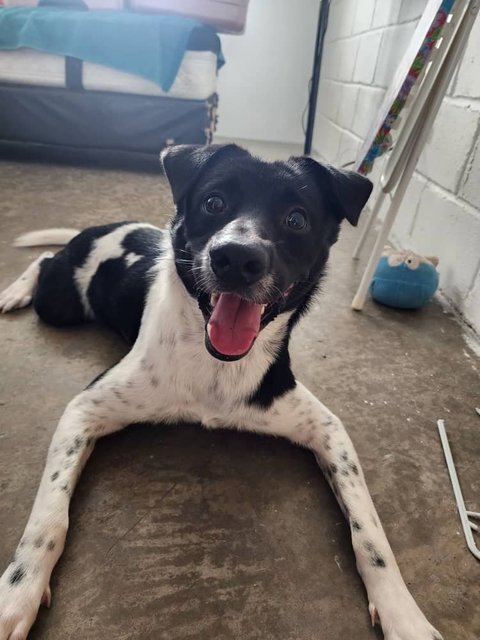 Tuffy Baby Boy - Mixed Breed Dog