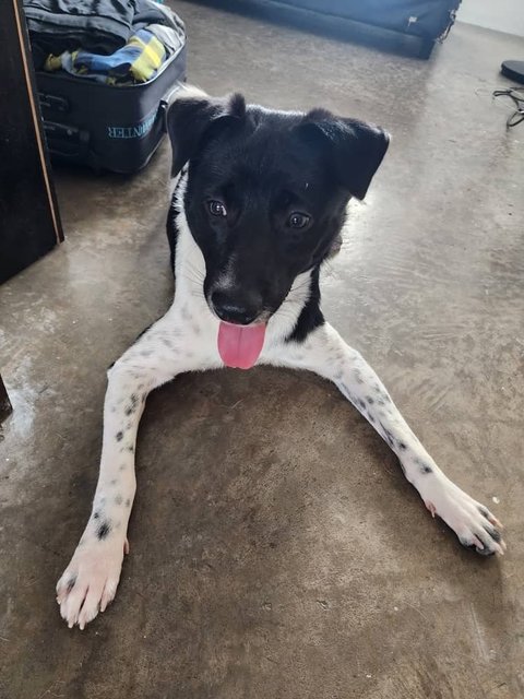 Tuffy Baby Boy - Mixed Breed Dog