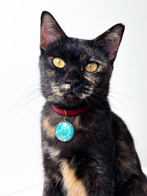 Opal - Domestic Short Hair Cat