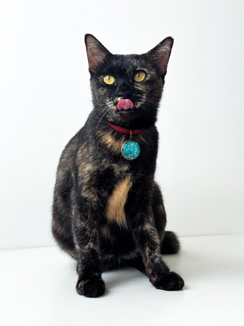 Opal - Domestic Short Hair Cat