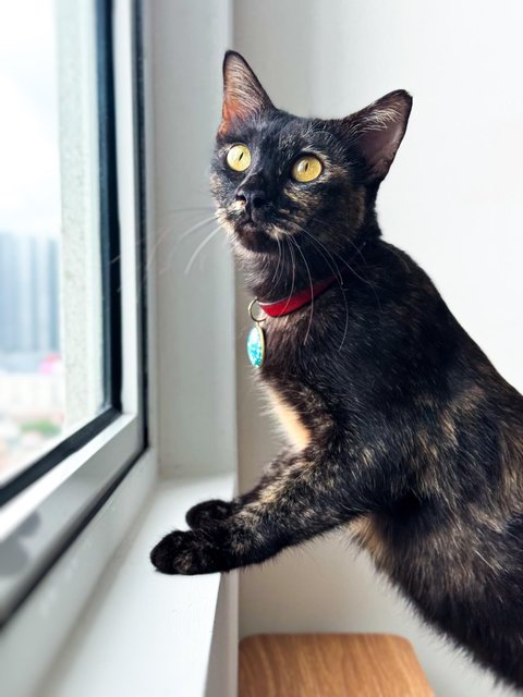 Opal - Domestic Short Hair Cat