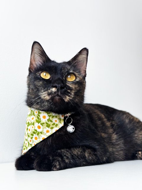 Opal - Domestic Short Hair Cat