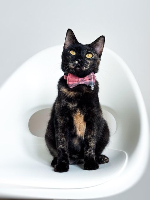 Opal - Domestic Short Hair Cat