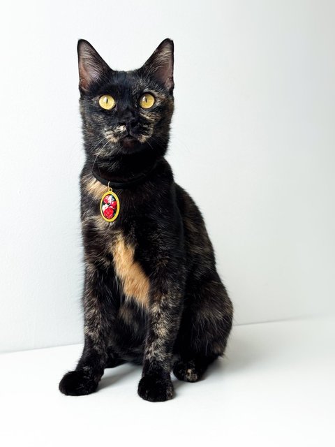 Opal - Domestic Short Hair Cat