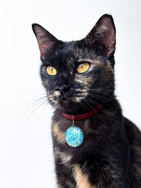 Opal - Domestic Short Hair Cat