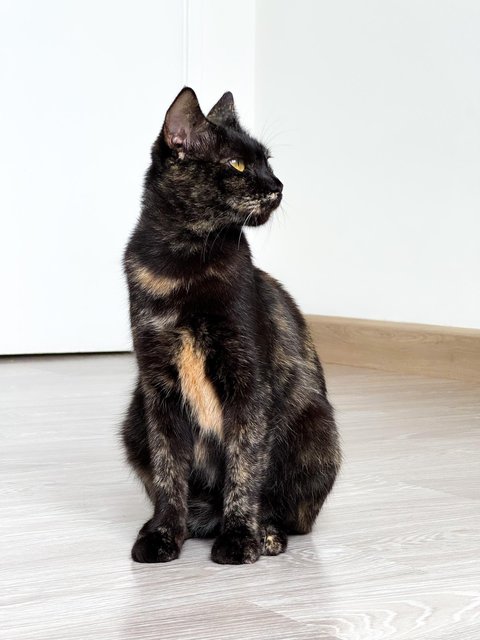 Opal - Domestic Short Hair Cat