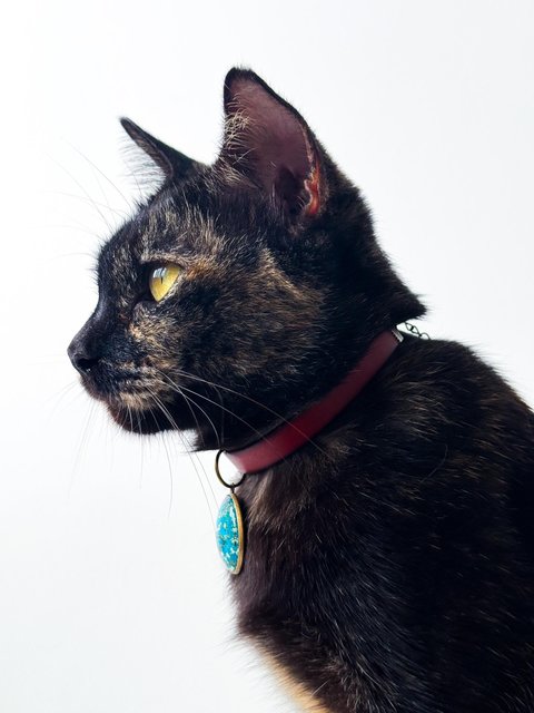 Opal - Domestic Short Hair Cat