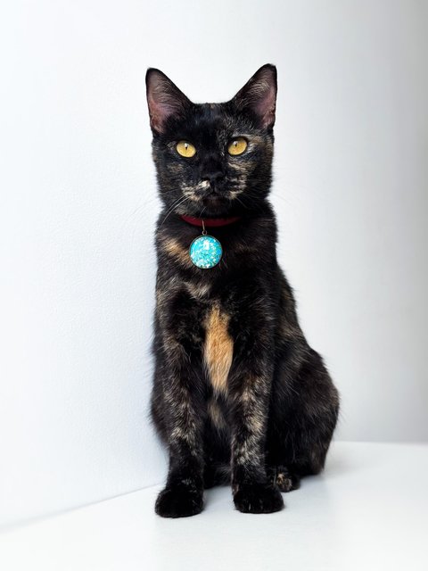 Opal - Domestic Short Hair Cat