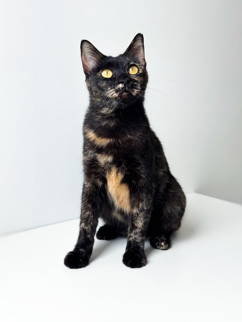 Opal - Domestic Short Hair Cat