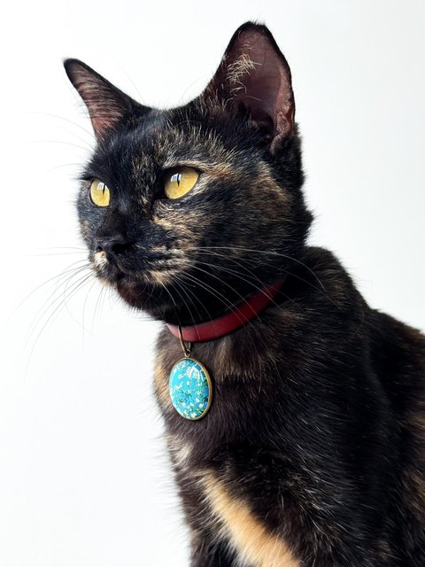 Opal - Domestic Short Hair Cat