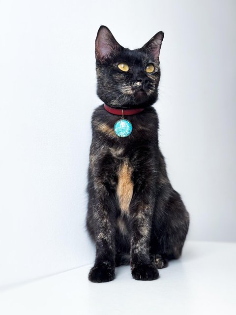 Opal - Domestic Short Hair Cat