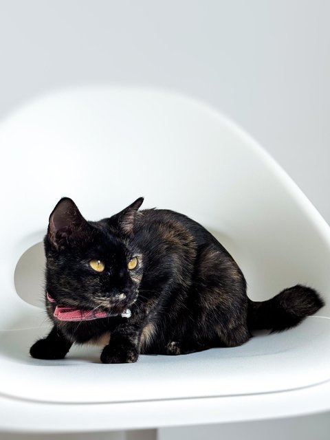 Opal - Domestic Short Hair Cat