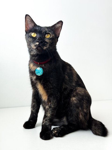 Opal - Domestic Short Hair Cat