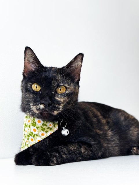 Opal - Domestic Short Hair Cat