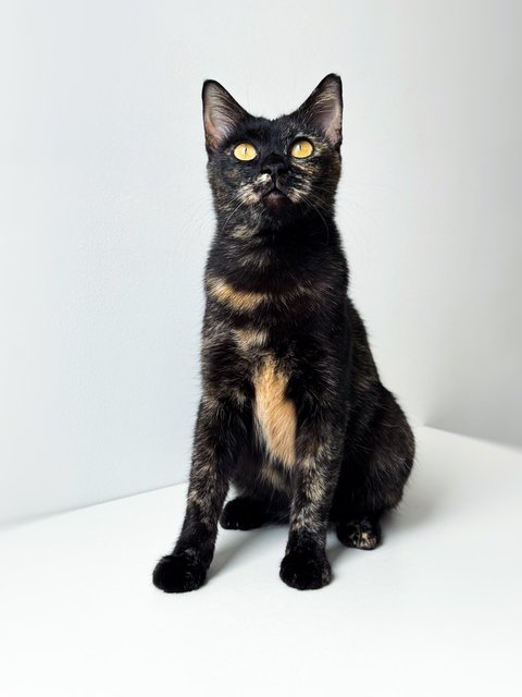 Opal - Domestic Short Hair Cat