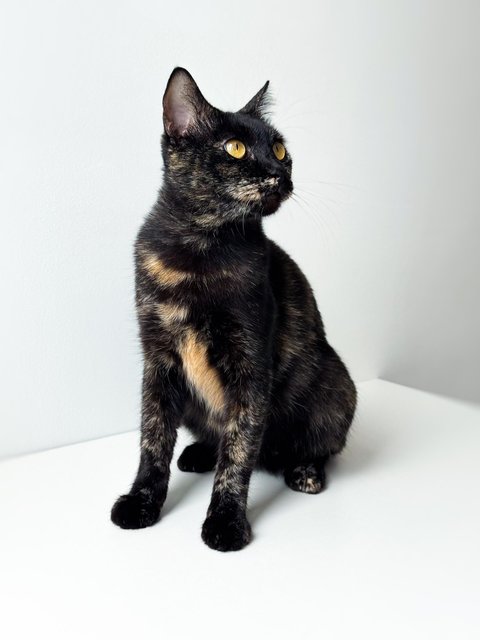 Opal - Domestic Short Hair Cat