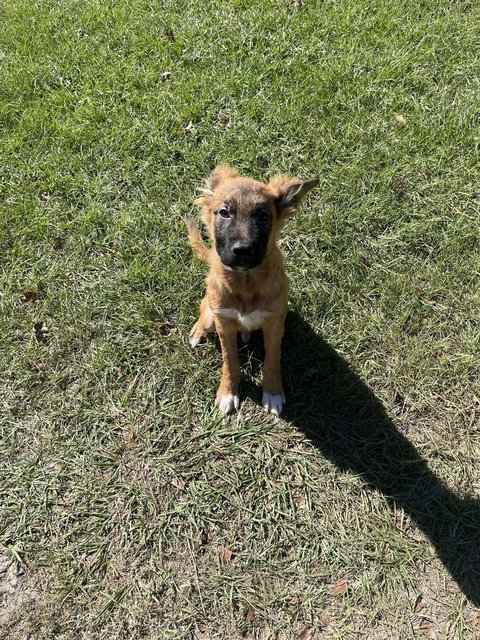 Draco - Belgian Shepherd Malinois Dog