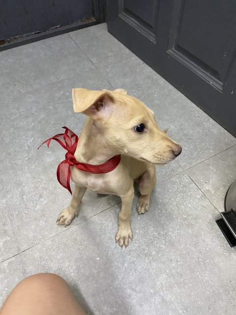 Sandy - Mixed Breed Dog