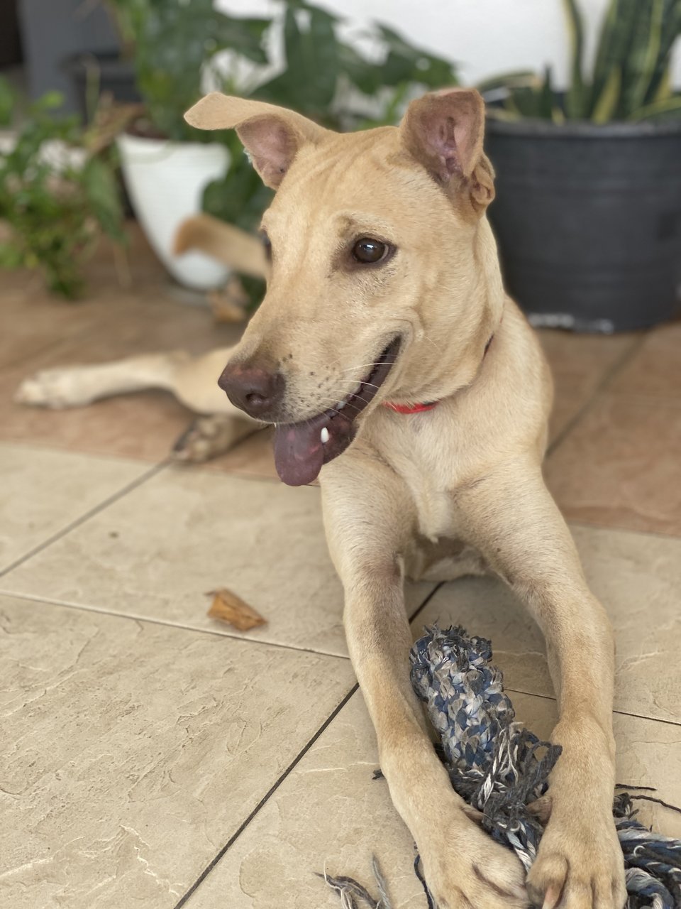 Sandy - Mixed Breed Dog