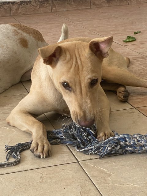 Sandy - Mixed Breed Dog