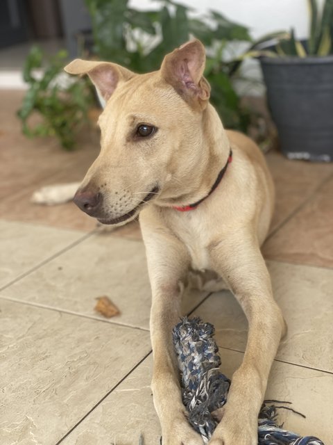 Sandy - Mixed Breed Dog