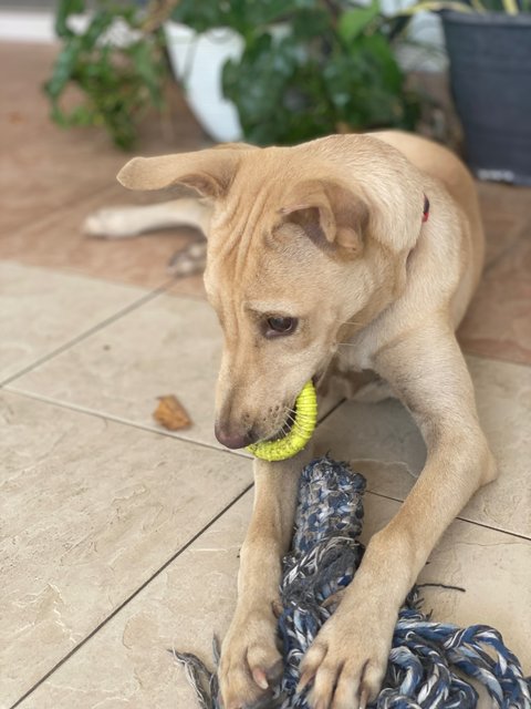 Sandy - Mixed Breed Dog