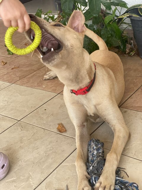 Sandy - Mixed Breed Dog