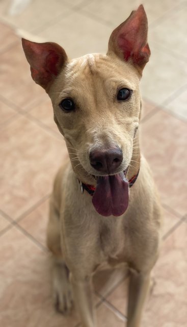 Sandy - Mixed Breed Dog