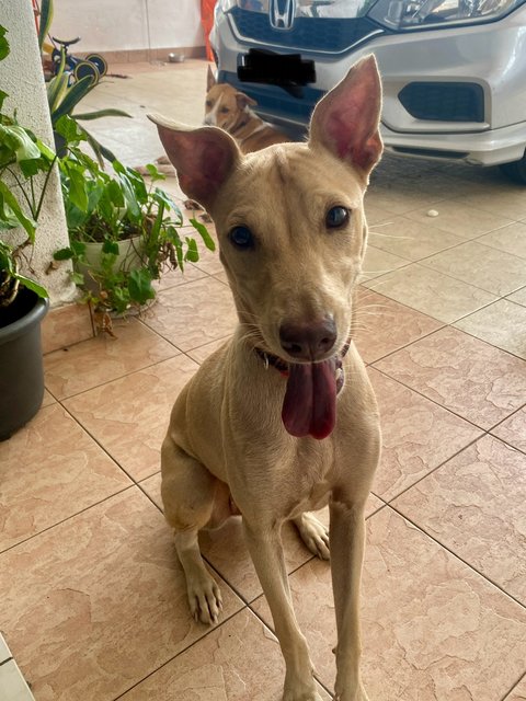 Sandy - Mixed Breed Dog