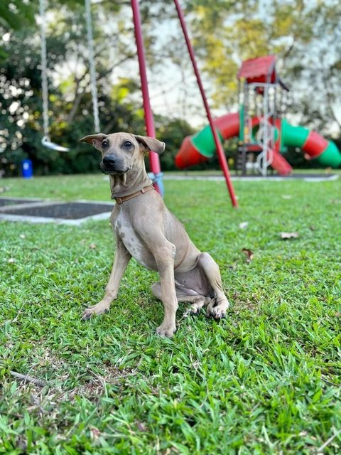 Dobby - Mixed Breed Dog