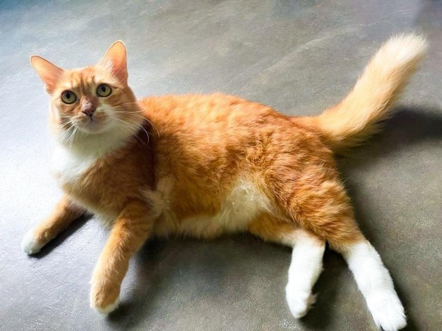 Abby The Laid Back Ginger Girl - Domestic Medium Hair Cat