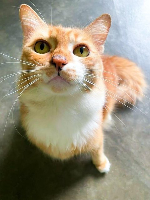 Abby The Laid Back Ginger Girl - Domestic Medium Hair Cat