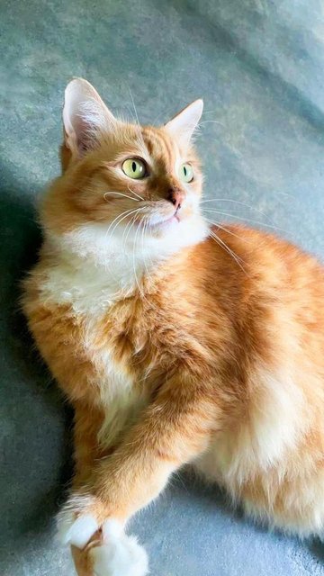 Abby The Laid Back Ginger Girl - Domestic Medium Hair Cat