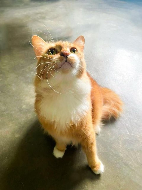 Abby The Laid Back Ginger Girl - Domestic Medium Hair Cat